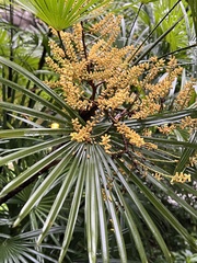 Rhaphiolepis indica