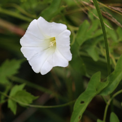 Calystegia sepium sepium
