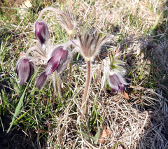 Pulsatilla montana
