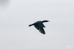 Phalacrocorax sulcirostris