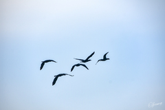 Phalacrocorax sulcirostris