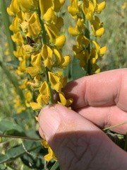 Crotalaria mitchellii