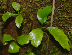Motherwellia haplosciadea