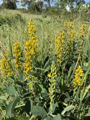 Crotalaria mitchellii