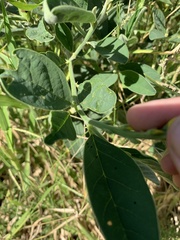 Crotalaria mitchellii