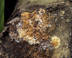 Protohydnum sclerodontium