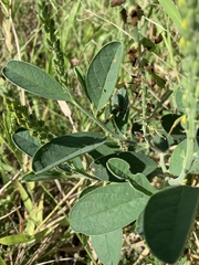 Crotalaria mitchellii