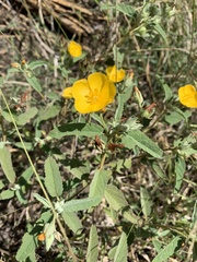Melhania oblongifolia