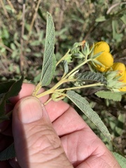 Melhania oblongifolia