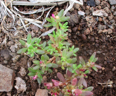 Portulaca amilis image