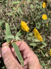Melhania oblongifolia