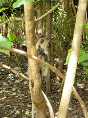 Chlorocebus pygerythrus