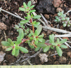 Portulaca amilis image