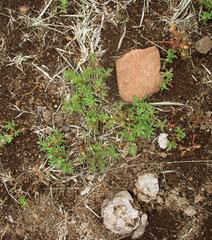 Portulaca amilis image