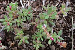 Portulaca amilis image