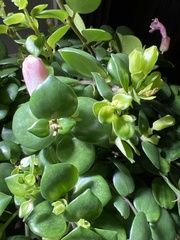 Magnoliopsida