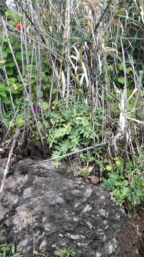 Sonchus ustulatus image