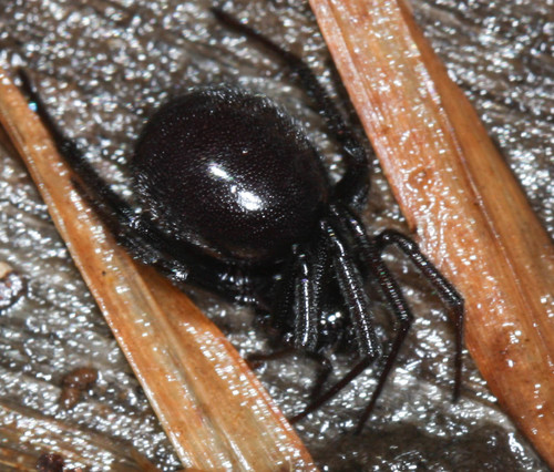 Theridiidae