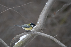 Parus major