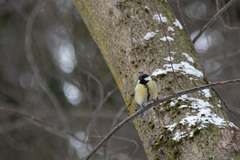 Parus major