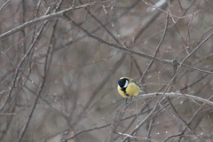 Parus major