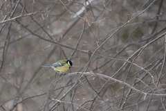 Parus major
