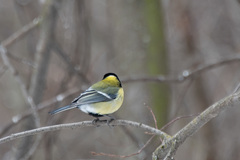 Parus major