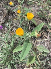 Melhania oblongifolia