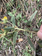 Melhania oblongifolia