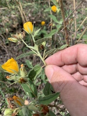 Melhania oblongifolia