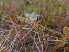 Crassula colorata