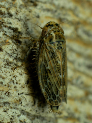 Euscelidius variegatus