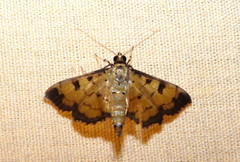 Ategumia ebulealis