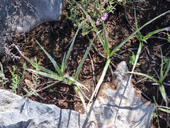 Hypoxis angustifolia