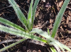 Hypoxis angustifolia