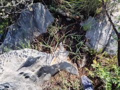 Hypoxis angustifolia