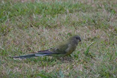 Psephotus haematonotus