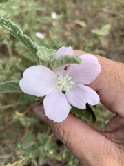 Hibiscus sturtii