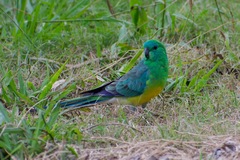 Psephotus haematonotus