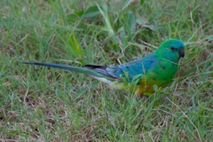 Psephotus haematonotus