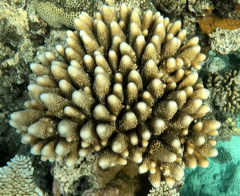 Acropora gemmifera