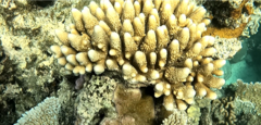 Acropora gemmifera