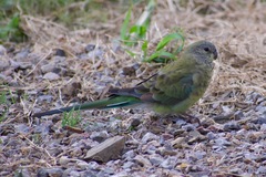 Psephotus haematonotus