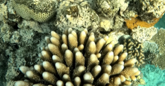 Acropora gemmifera