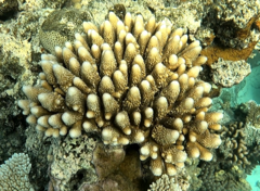 Acropora gemmifera