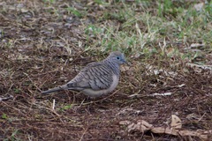 Geopelia placida