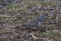 Geopelia placida
