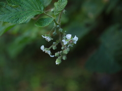 Rubus ellipticus