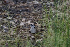 Stizoptera bichenovii