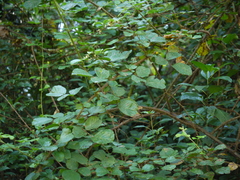 Rubus ellipticus